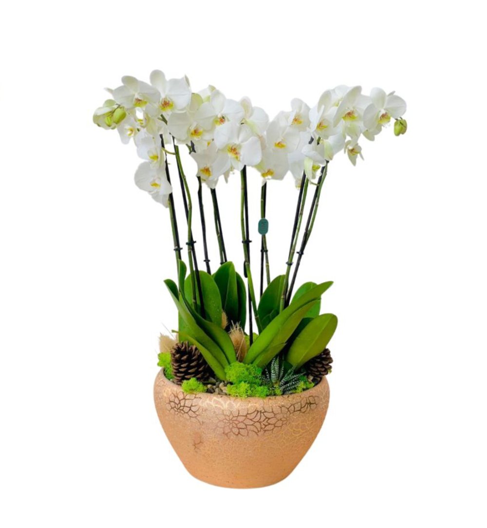 3 Phalaenopsis Plant