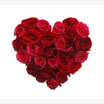 18 Red Rose Blossoms
