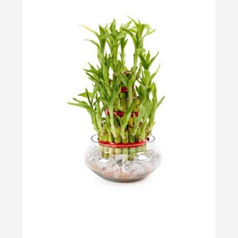 Good Luck 3 Layer Plant