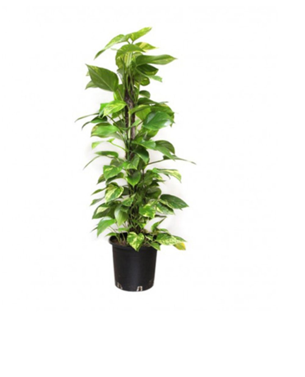 money-plant-order-flowers-online-qatar-best-indoor-plant