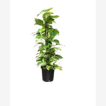 Money Plant