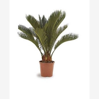 Cycas Outdoor Plant