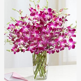 10 Pretty Purple Orchids