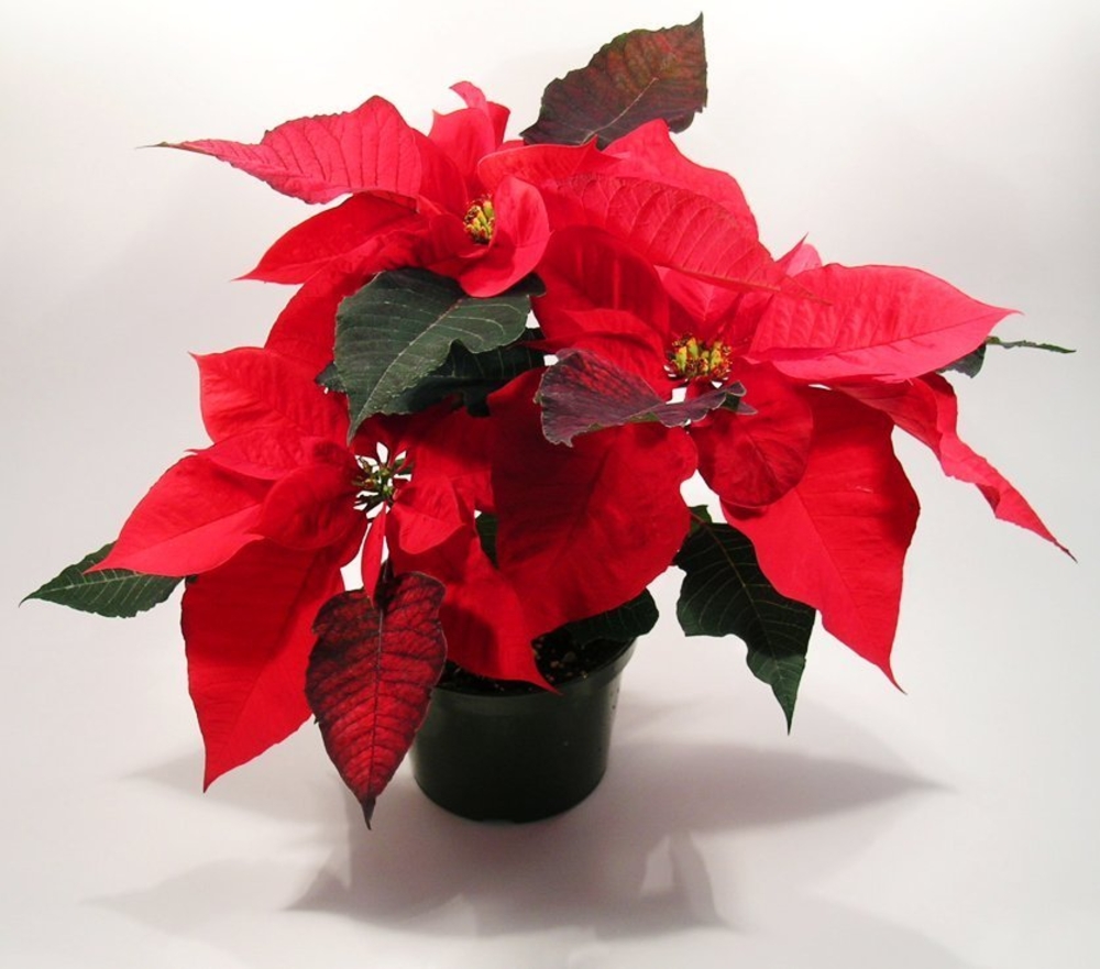 Red Poinsettia plant