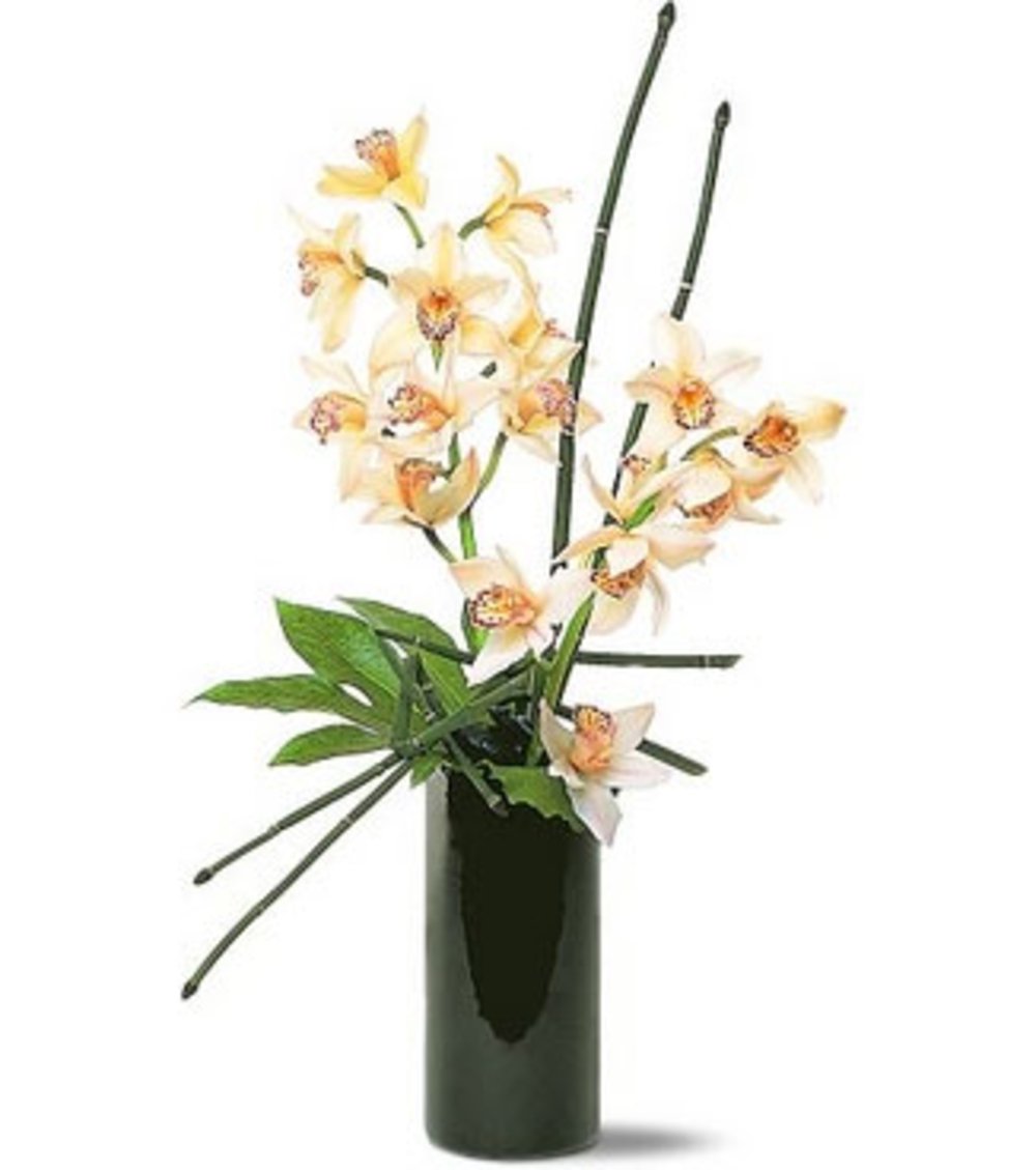 Cymbidium Orchids 