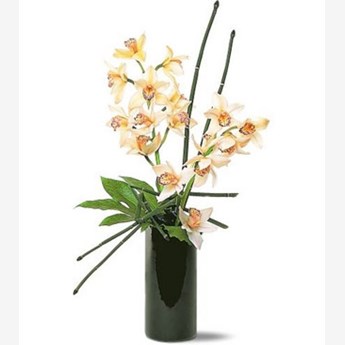 Cymbidium Orchids 