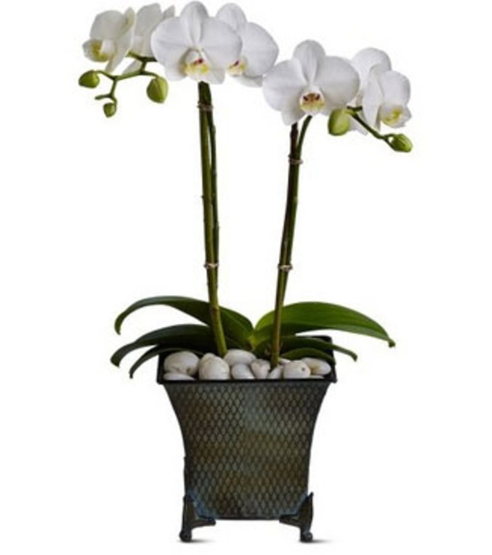 Phalaenopsis Flower Plant
