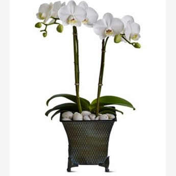 Phalaenopsis Flower Plant