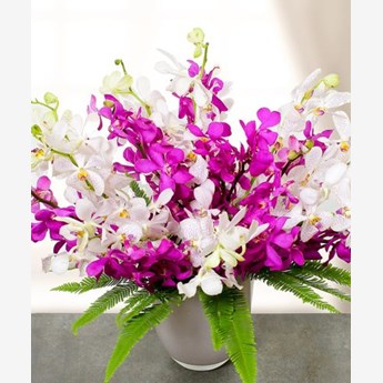12 Orchid Bunch