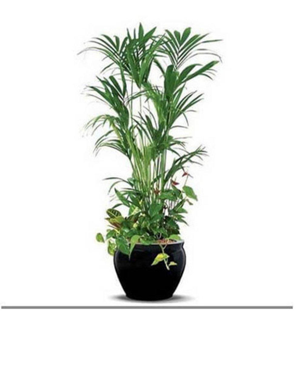  Kentia Palm Plant