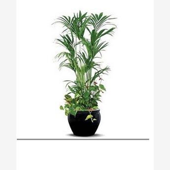 Kentia Palm Plant