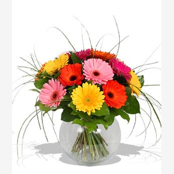 Mixed Gerberas Flowers 