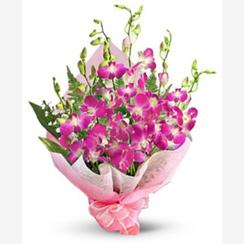 8 Sonia Orchids