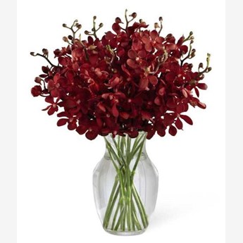 20 Magnificent Red Orchids