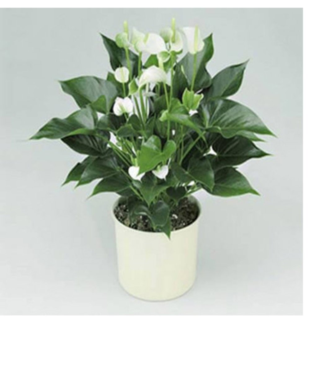 White Anthurium Flower Plant