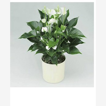 White Anthurium Flower Plant