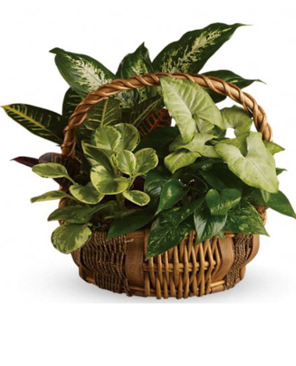 Emerald Plant Basket