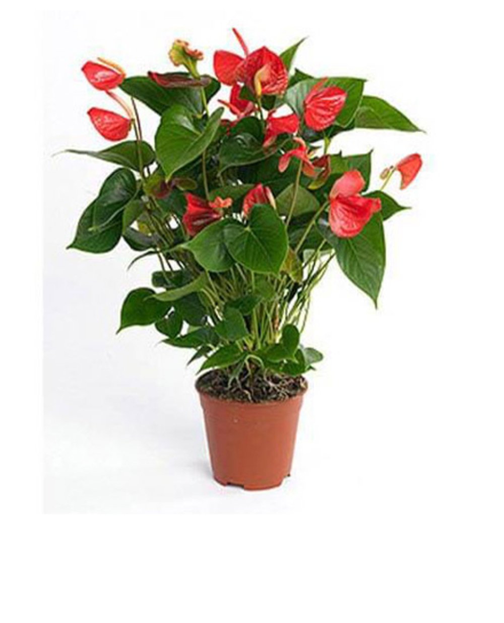 Red Anthurium Flower Plant