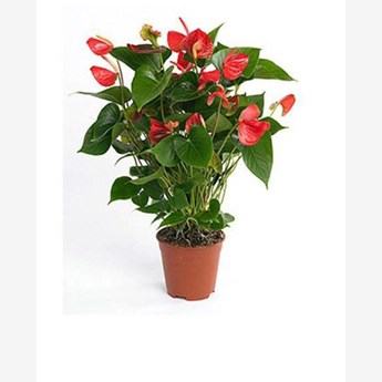 Red Anthurium Flower Plant
