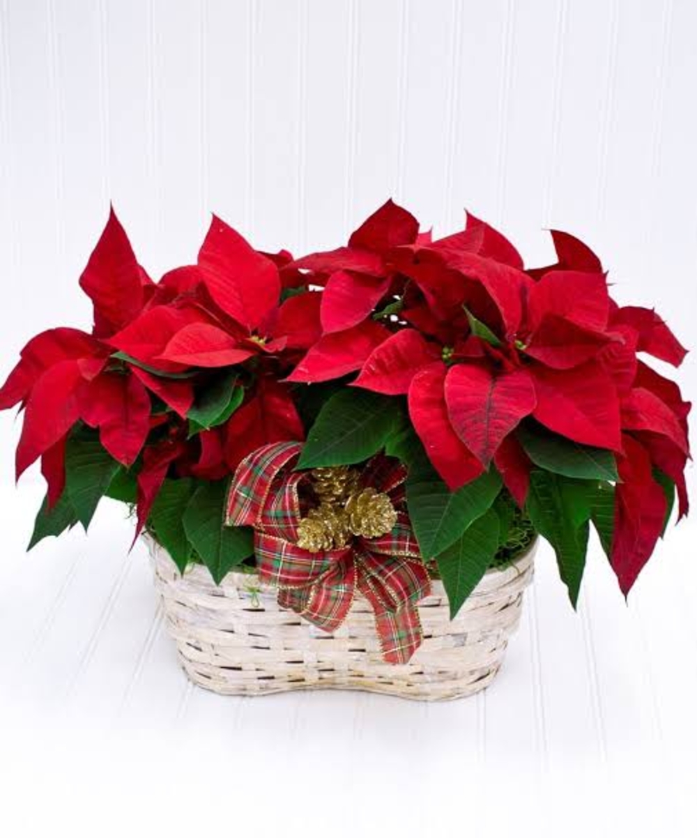 Red Poinsettia plant with basket