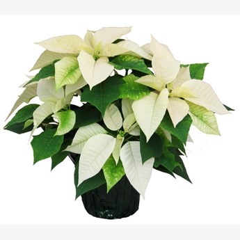 White Poinsettia plant