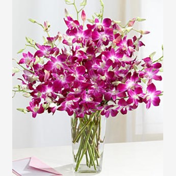 12 Dendrobium orchids