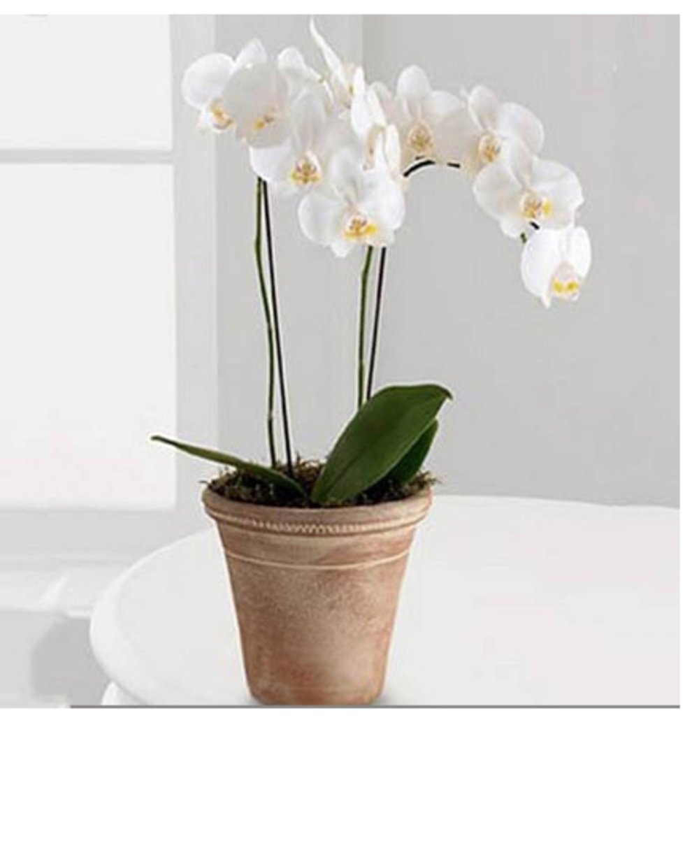 White Phalaenopsis Orchid Flower Plant