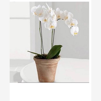White Phalaenopsis Orchid Flower Plant